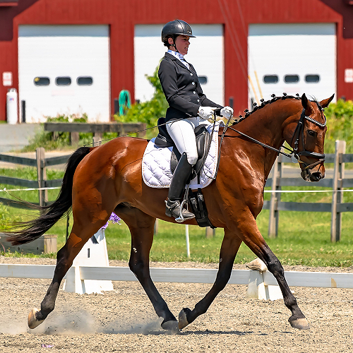 Dressage Training in New Hampshire