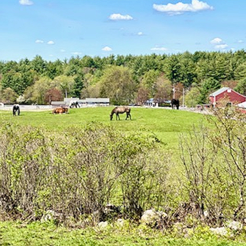 Horse Dressage Training in NH